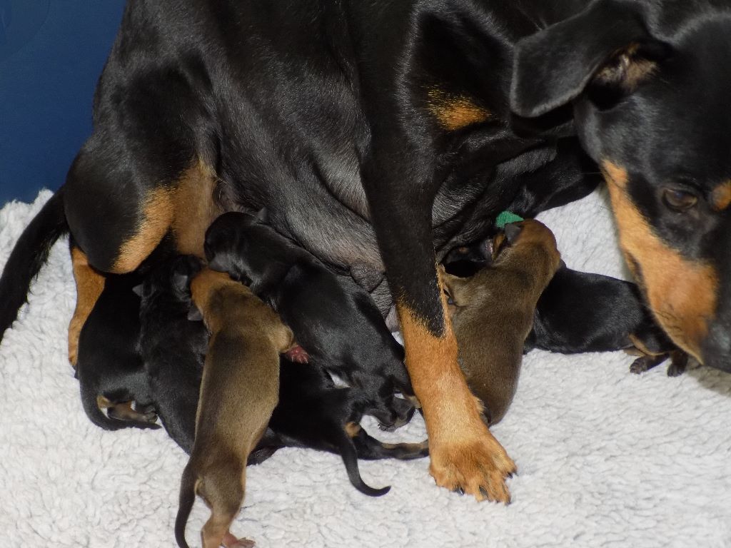 d'à côté du Zwin - naissance des chiots